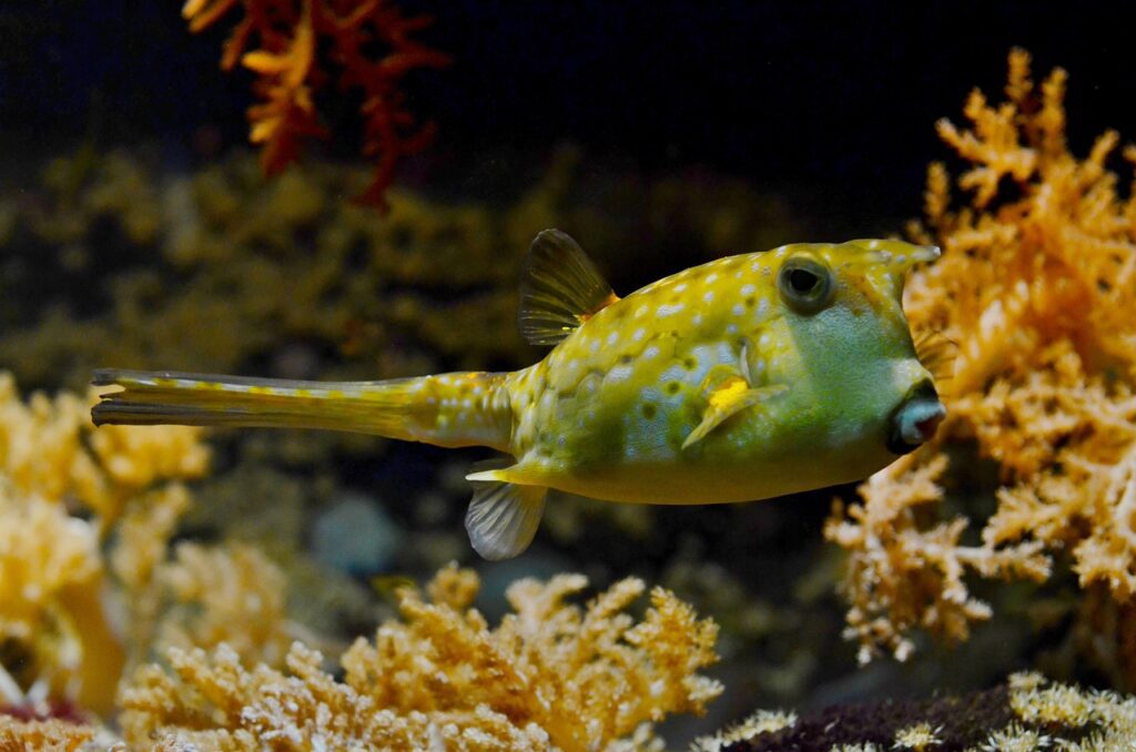 Das Foto zeigt in einer Unterwasseraufnahme im Meer einen gelben Kugelfisch.