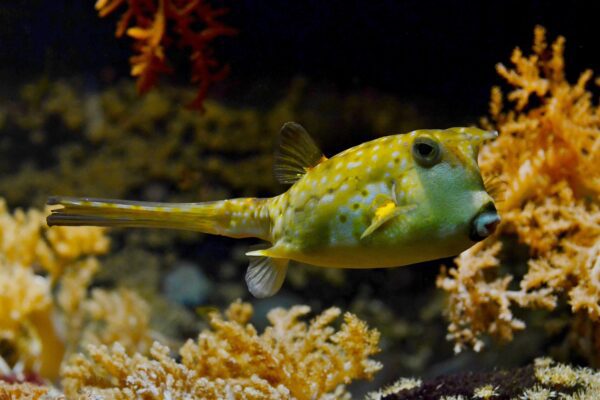 Das Foto zeigt in einer Unterwasseraufnahme im Meer einen gelben Kugelfisch.