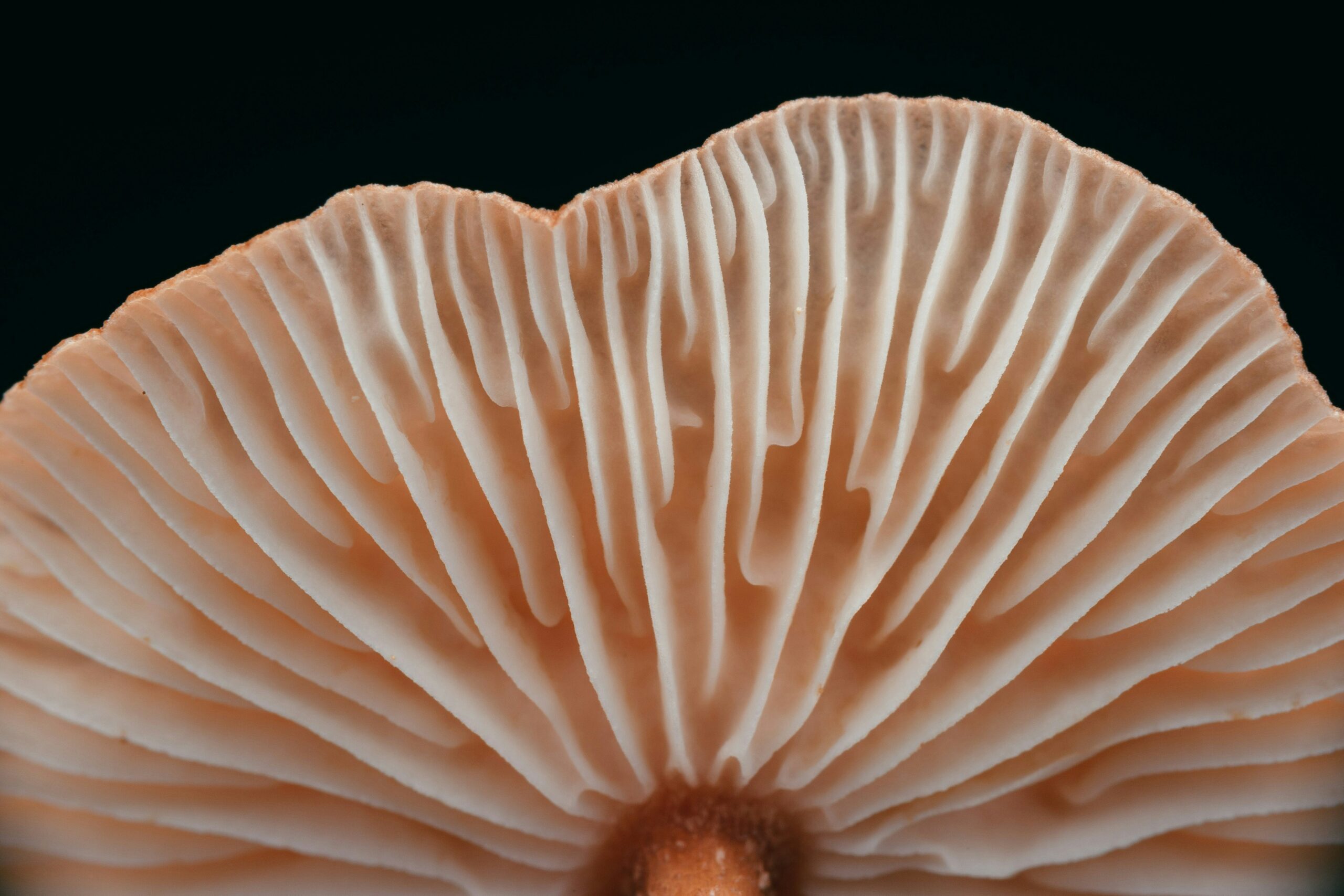 Wenn 3D-gedruckte Pilze plötzlich Musik machen: Pilzmyzel als umweltfreundlicher Superstar im Lautsprecheruniversum!